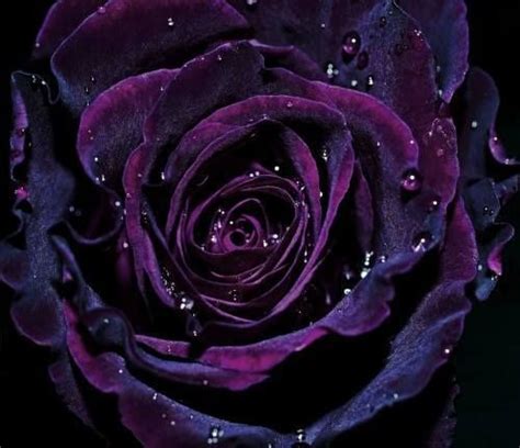 Pin By Laurel Roberson On Roses Black Rose Flower Purple Flowers