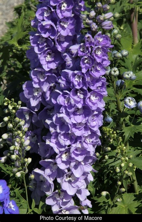 Delphinium Aurora Lavender