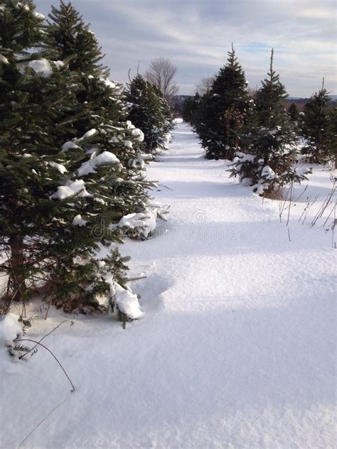 Christmas Tree Farm Snow Stock Photo Image Of Pine Snow 47759880