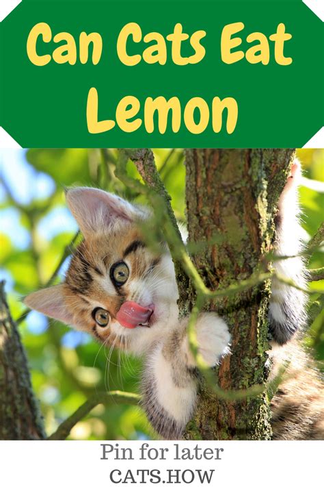 Cats can be addicted to tuna, whether it's packed for cats or for humans. Can Cats Eat Fish Food - Pets Ideas