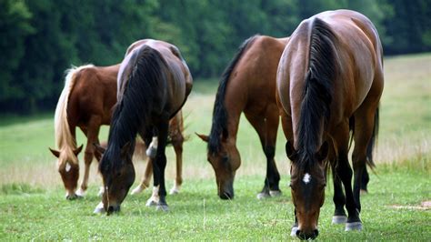 Horses Pasture Wallpapers Hd Desktop And Mobile Backgrounds