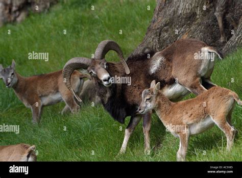 Mouflon Ovis Musimon Stock Photo Alamy