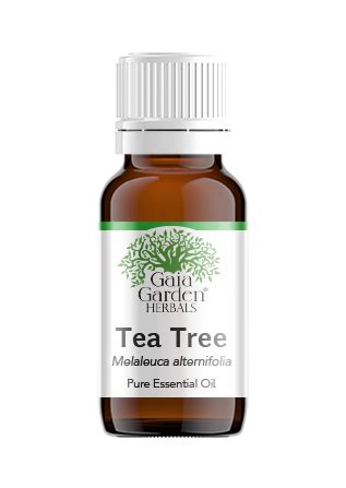 Tea Tree Melaleuca Alternifolia Essential Oil Gaia Garden Herbal