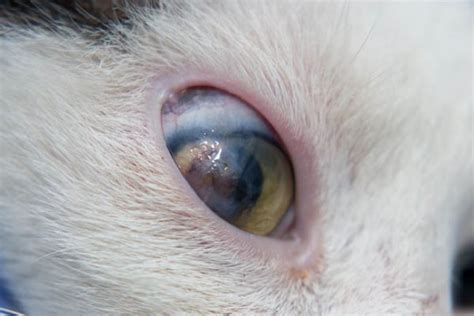 8 Common Eye Problems In Cats Cat World