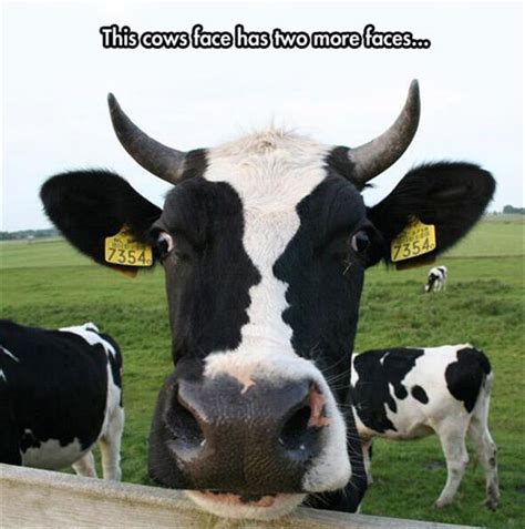 Funny Cow Faces Dump A Day