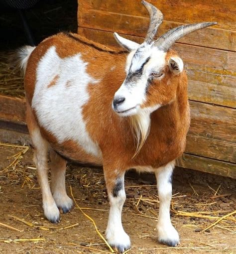 A domesticated ruminant mammal having backward curving horns and a beard especially in the male, raised for its wool, milk Goat Pregnancy Signs, Symptoms, Stages - A Full Guide ...