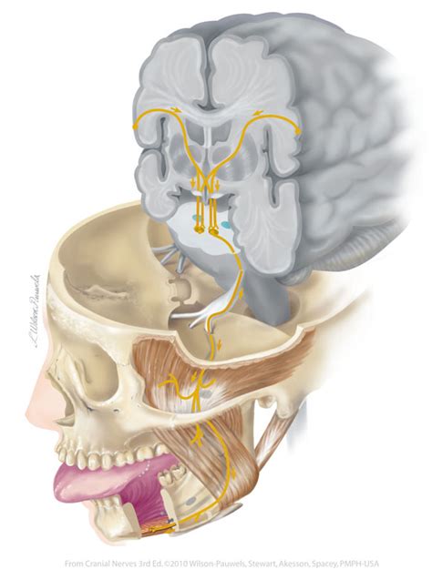 Cranial Nerves 3rd Edition Trigeminal V