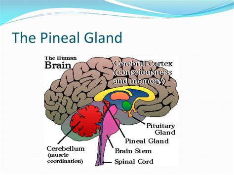 Ppt Pituitary G Land Posterior Lobe Powerpoint Presentation Free My