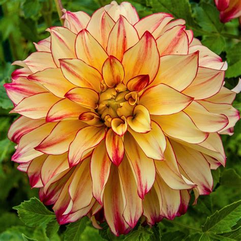 Golden And Magenta Dahlia Bulbs For Sale Online Lady Darlene Easy To