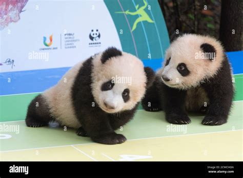 Chengdu 29th Sep 2020 Photo Taken On Sept 29 2020 Shows Giant Panda Cubs Who Make Debut At