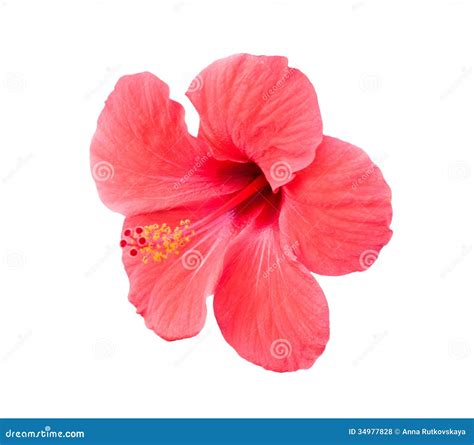 Red Tropical Flower Caesalpinia Pulcherrima Stock Photography