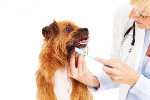 This comparison only includes providers offering pet insurance that covers dental care. Dog Dental Cleaning