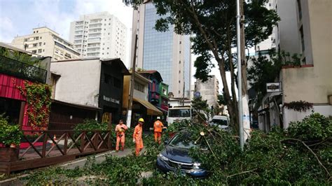 Paulistanos relatam queda de árvores e de energia durante temporal Thmais