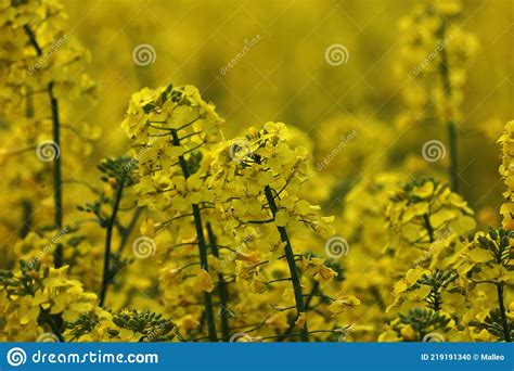 Yellow Rapeseed Flowers In A Field In Spring Stock Photo Image Of