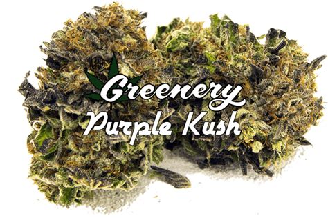 Purple Kush The Greenery