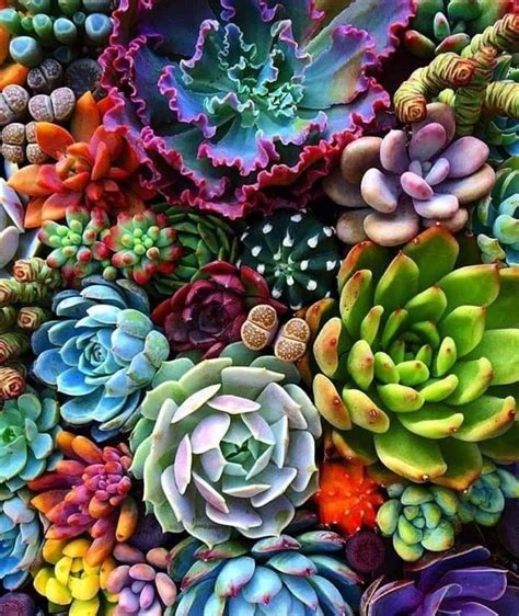 Pin By Monique Dlr On Cactis Wallpapers Succulents Wallpaper
