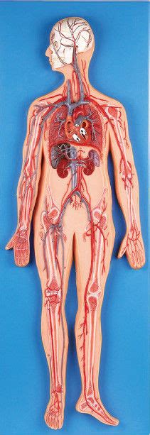 O modelo da anatomia do sistema circulatório introduz artérias