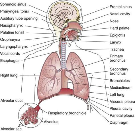 The Respiratory System Diagram Structure Function