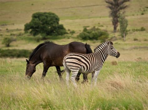 Horses Might Have Had Zebra Like Stripes Until Humans Domesticated Them