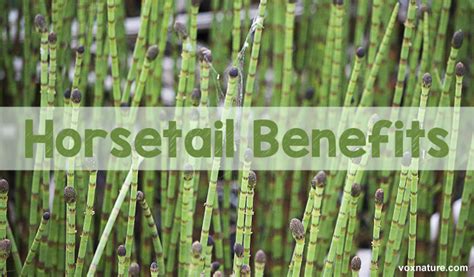 Rich In A Variety Of Vitamins And Minerals The Horsetail Plant Is