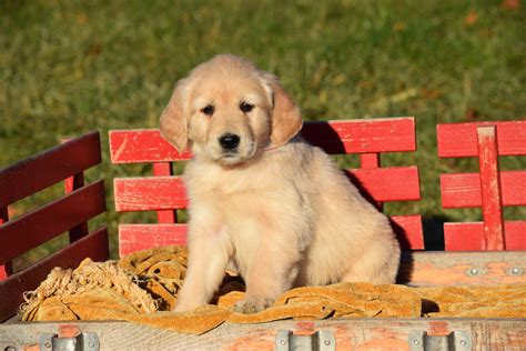 Akc Registered Golden Retriever Puppy For Sale Female Abbey Millersbur