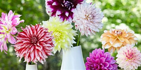 Dahlia Flowers How To Grow Cut And Arrange Them Better Homes