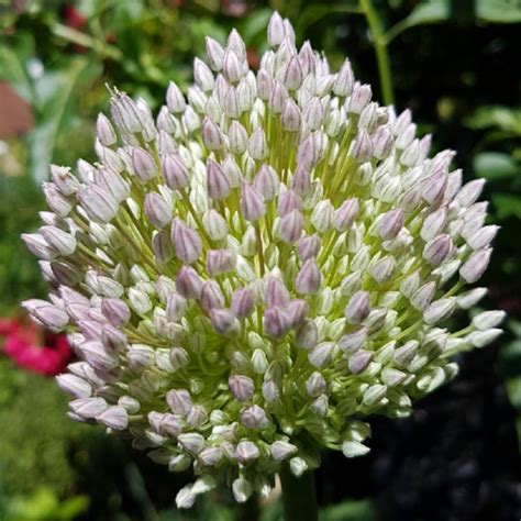 Allium Summer Drummer Allium Summer Drummer Uploaded By Andreamarie