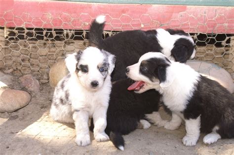 Find puppies in your area and helpful tips and info. Miniature Australian Shepherd Puppies For Sale | Valley ...