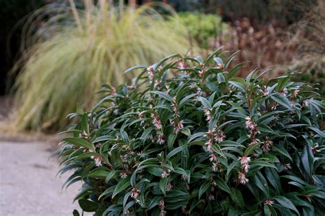 Sarcococca Winter Gem Stunning Photos Of The Flowers Bred By Peter Moore