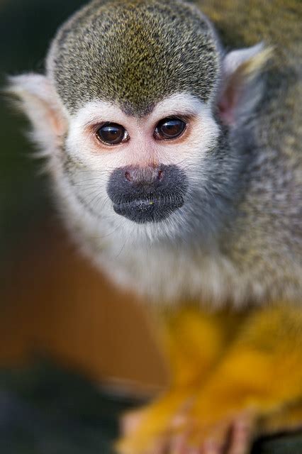 Serious Looking Squirrel Monkey Flickr Photo Sharing
