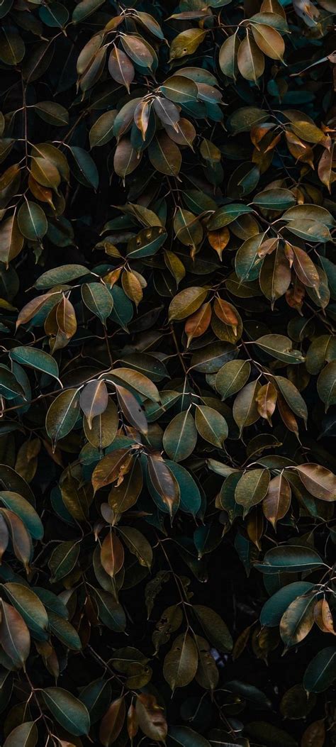 leaves bushes plant wallpaper