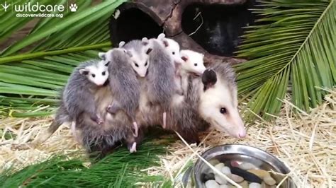 Mom Chauffeurs Baby Opossums In Adorable Video After Recovering From