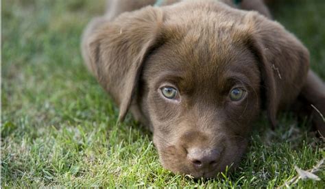 ¡juega gratis a puppy rescue, el juego online gratis en y8.com! Chocolate Lab Rescue Puppies | Top Dog Information