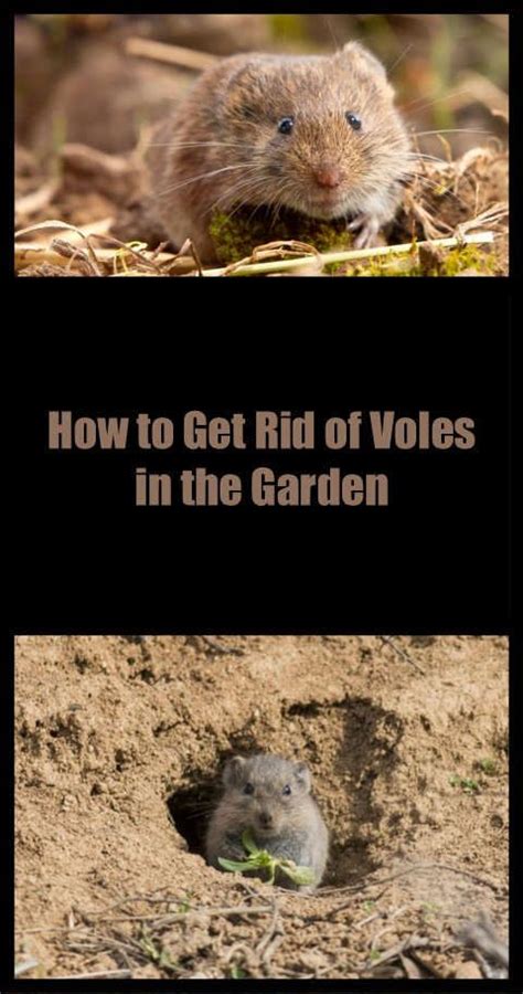 Most damage from voles is to flowerbeds and gardens. How to Get Rid of Voles in the Garden: The Best Poison ...