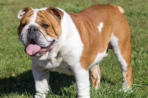 Meet The British Bulldog