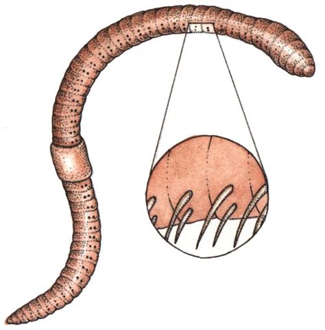 Earthworm Lumbricus Terrestris 4 Lizzie Harper