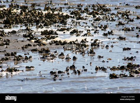 Oyster Bed Florida Hi Res Stock Photography And Images Alamy