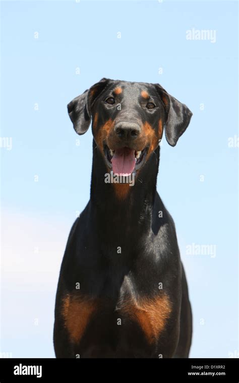 Dog Dobermann Doberman Pinscher Natural Ears Adult Portrait Stock