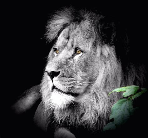 Lion Grayscale Photography Animals Lion Cat Zoo Wild Animals