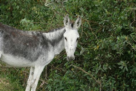 Gray Donkey Infront Of A Tree Photograph By Robert Hamm Pixels