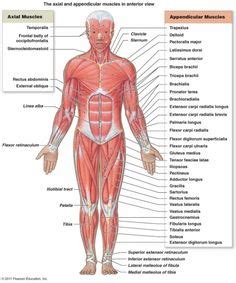 Superficial and deep anterior muscles of upper body. Muscles Diagram, info for teaching muscles | Preschool ...