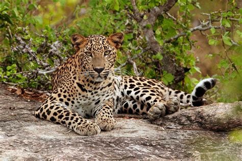 We did not find results for: 9 Different Types Of Leopards with Facts and Pictures ...