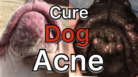 Dog Acne On Lips The Y Guide