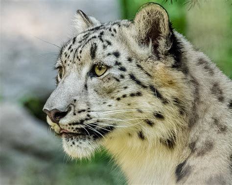 Snow Leopard Portrait Photograph By Yeates Photography Fine Art America