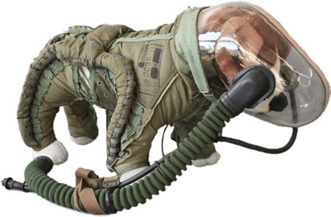 Download Space Suit For Dogs Soviet Dog Spacesuit Clipartkey