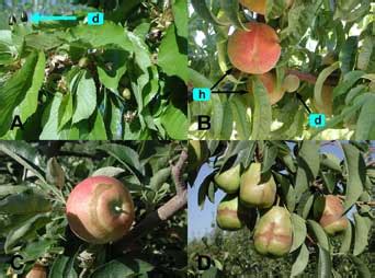 Jul 21, 2020 · the 7 year old apple tree has fruited well every two years and was promising a good crop this year with an abundance of blossom the day before the frost occurred in early may. Evaluating Tree Fruit Bud & Fruit Damage from Cold - 7.426 ...