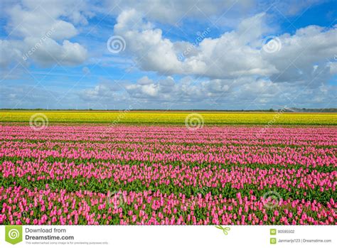 Field With Tulips Below A Blue Cloudy Sky Stock Photo Image Of Field