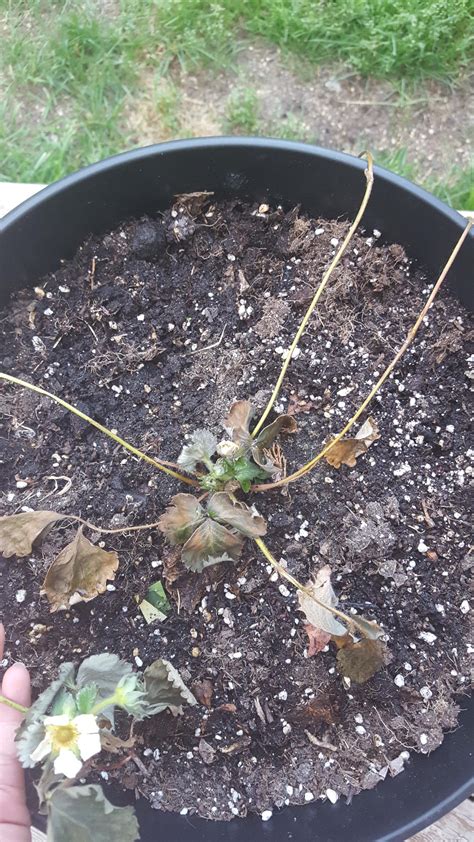 Why Is My Strawberry Plant Dying It Was Fine Yesterday I Cut Off Some Dead Leaves And Added