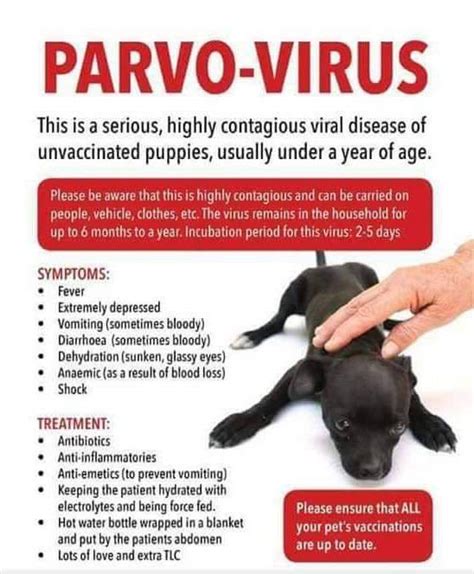 What Is The First Signs Of Parvo In A Dog