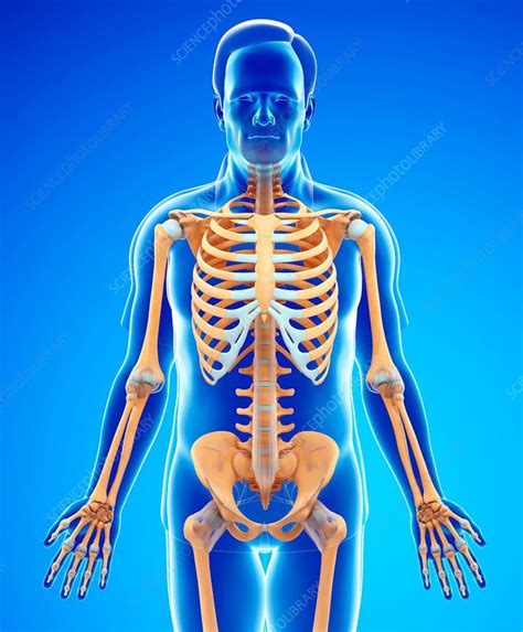 Male Skeletal System Stock Image F0158759 Science Photo Library